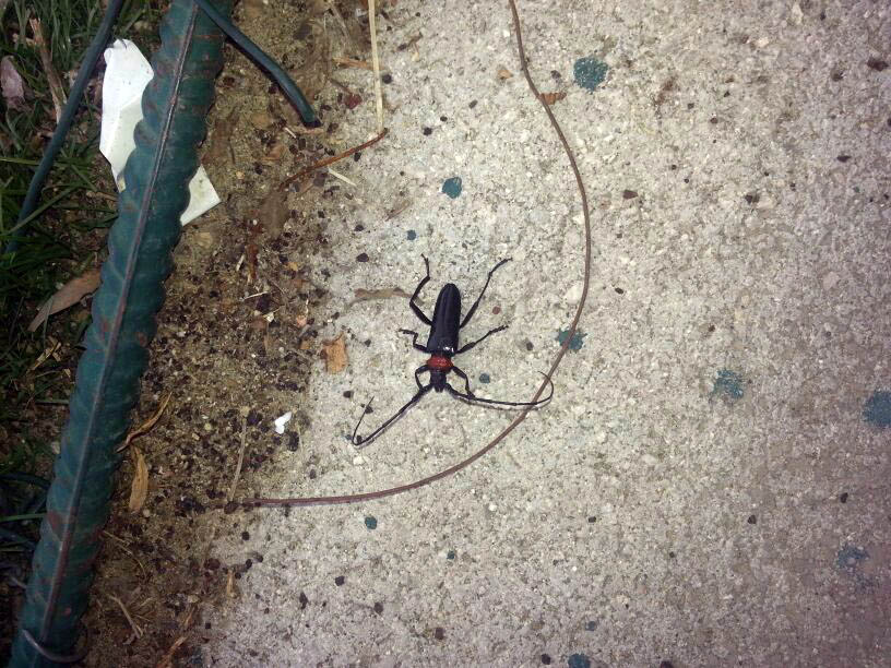 Cerambycidae, Aromia bungii, terza segnalazione in Italia?