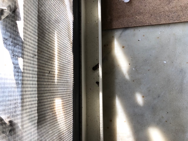 ciao a tutti aiutatemi a capire di che si tratta gechi, ratti, pipistrello?