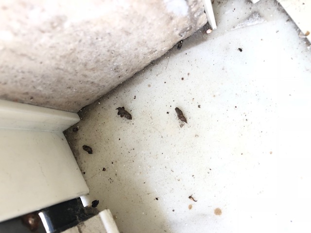 ciao a tutti aiutatemi a capire di che si tratta gechi, ratti, pipistrello?