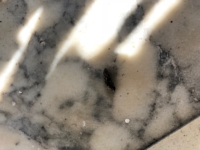 ciao a tutti aiutatemi a capire di che si tratta gechi, ratti, pipistrello?