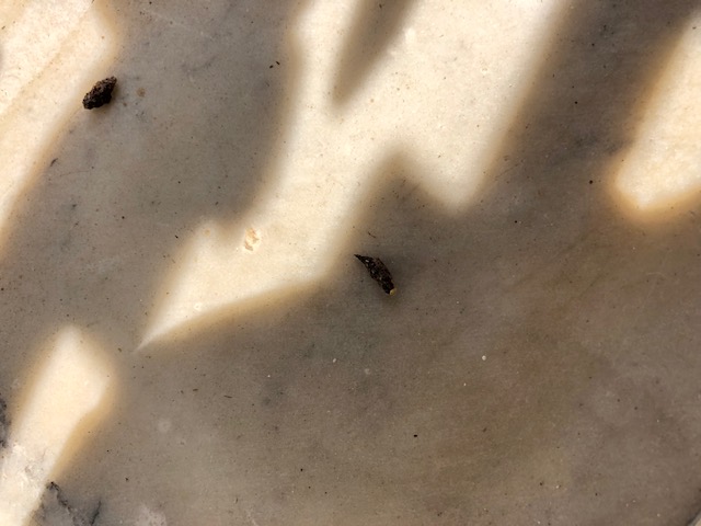 ciao a tutti aiutatemi a capire di che si tratta gechi, ratti, pipistrello?