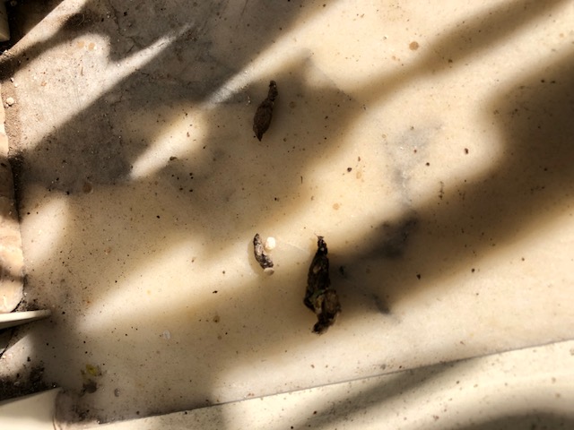 ciao a tutti aiutatemi a capire di che si tratta gechi, ratti, pipistrello?