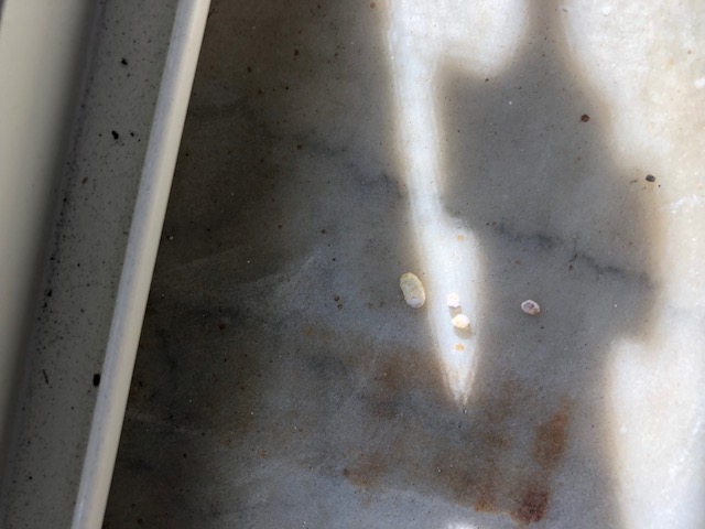 ciao a tutti aiutatemi a capire di che si tratta gechi, ratti, pipistrello?