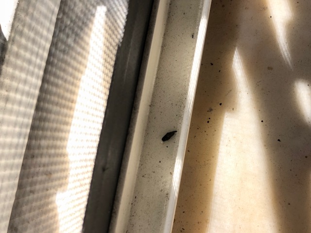 ciao a tutti aiutatemi a capire di che si tratta gechi, ratti, pipistrello?