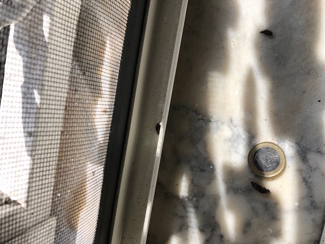 ciao a tutti aiutatemi a capire di che si tratta gechi, ratti, pipistrello?