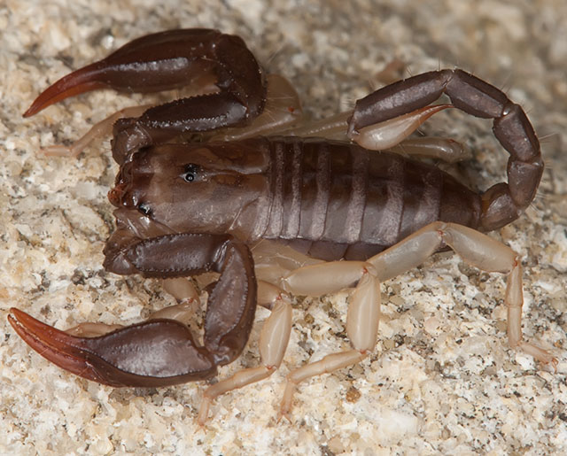 Euscorpius flavicaudis dalla Francia