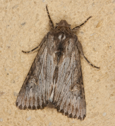 Noctuidae: Aporophyla (Aporophyla) australis