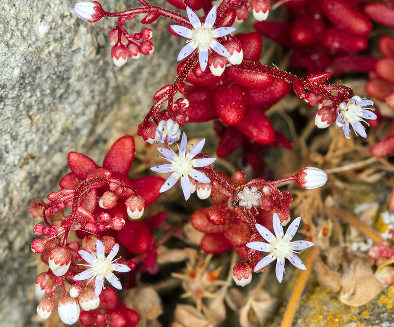 Sardegna - Sedum caeruleum