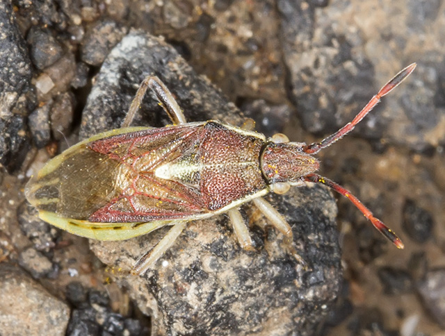 Rhopalidae: Maccevethus sp.