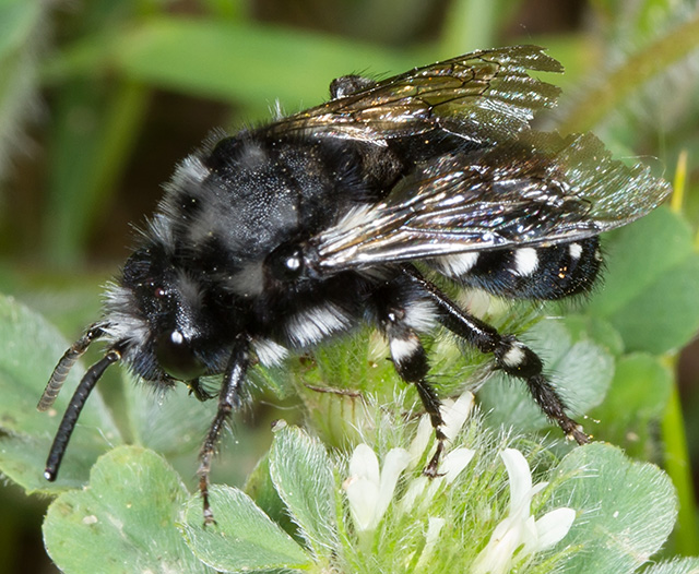Melecta luctuosa  (Apidae Anthophorinae) con triungulino