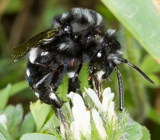 Melecta luctuosa  (Apidae Anthophorinae) con triungulino