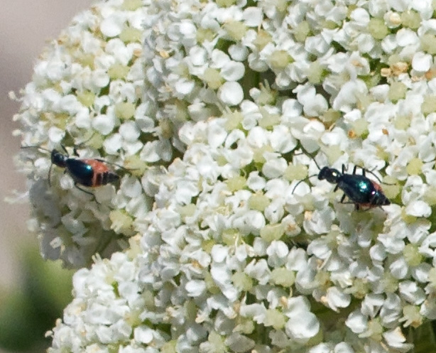 Malachiidae: Cyrtosus cfr dispar, femmina