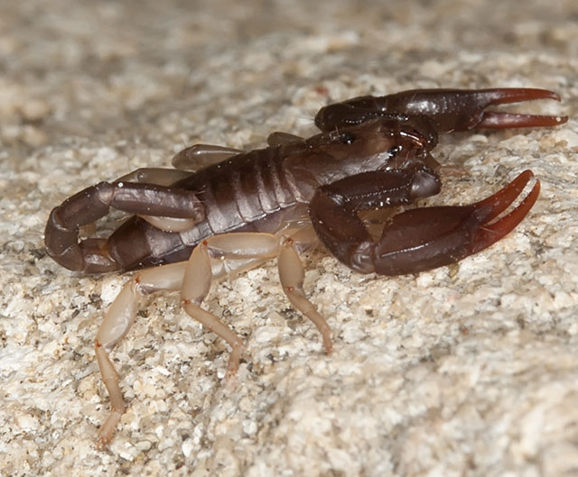 Euscorpius flavicaudis dalla Francia