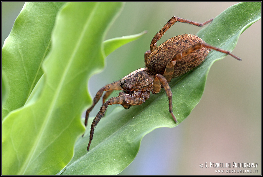 Alopecosa cf. pulverulenta, Trochosa - Bolzano (BO)