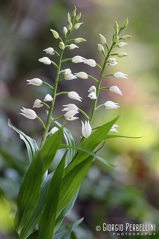 Cephalanthera longifolia / Cefalantera maggiore