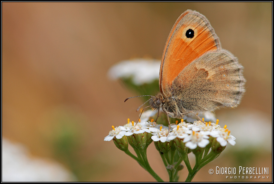 Coenonympha pamphilus? - Si