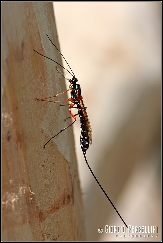 Rhyssa persuasoria