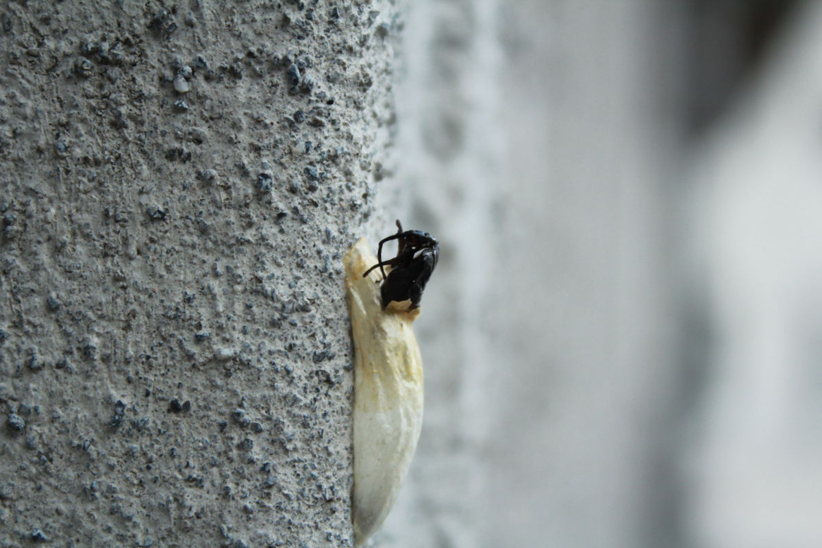 strana crisalide o pupa semiaperta da identificare