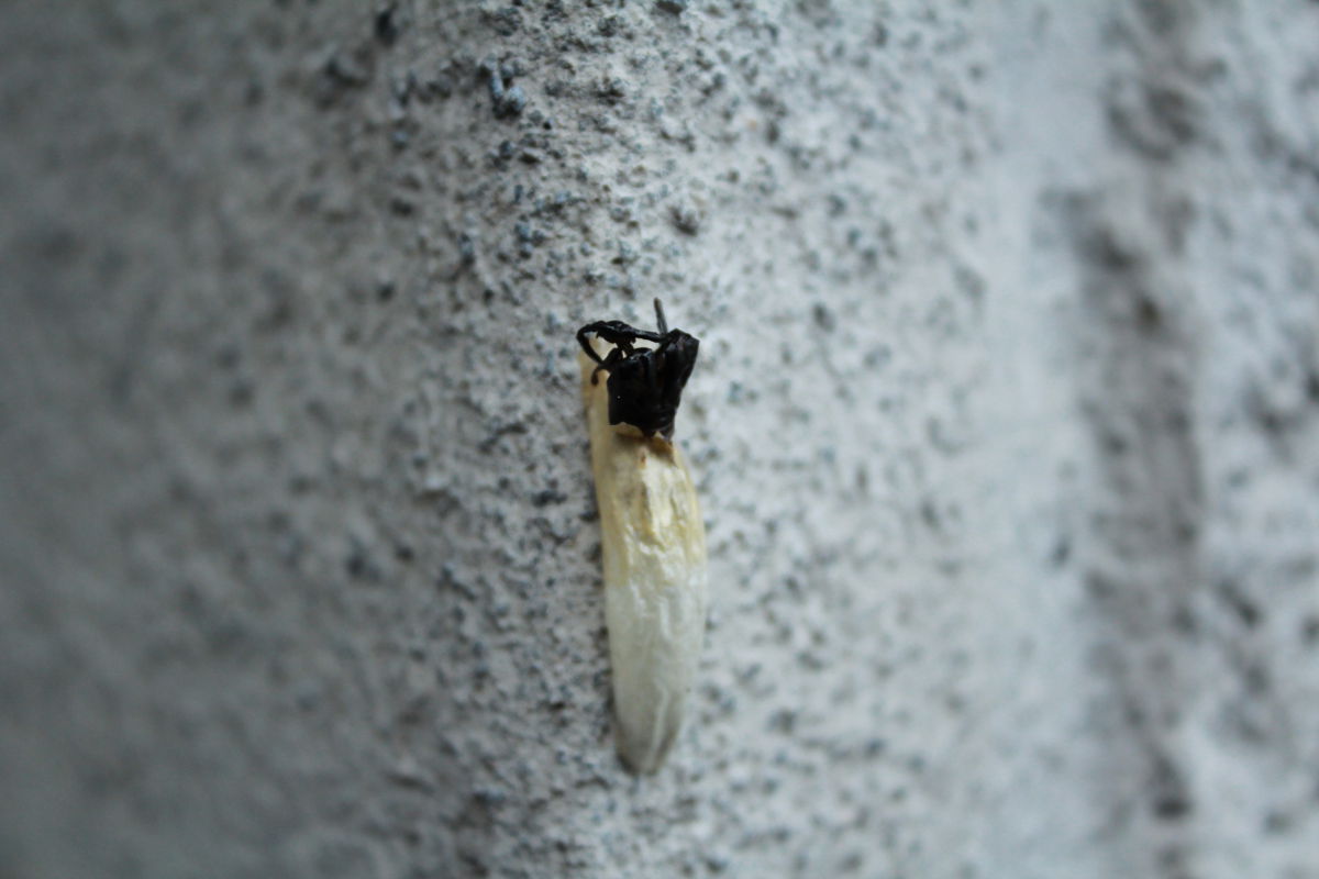 strana crisalide o pupa semiaperta da identificare