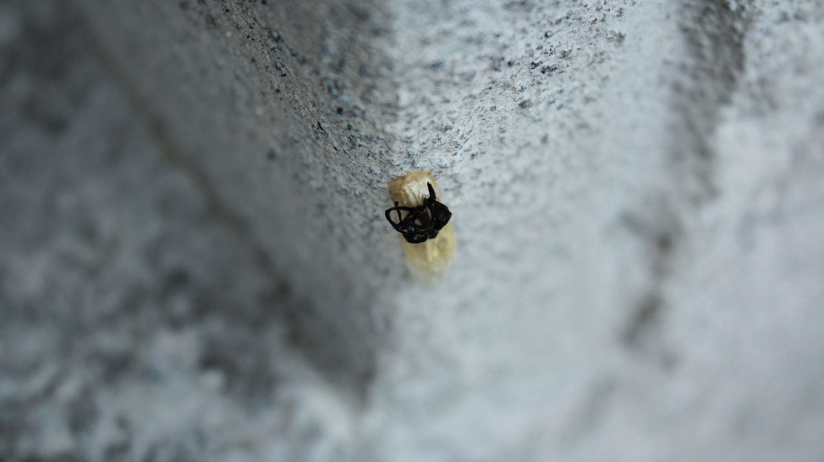 strana crisalide o pupa semiaperta da identificare