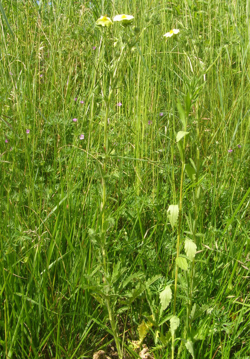 Potentilla recta