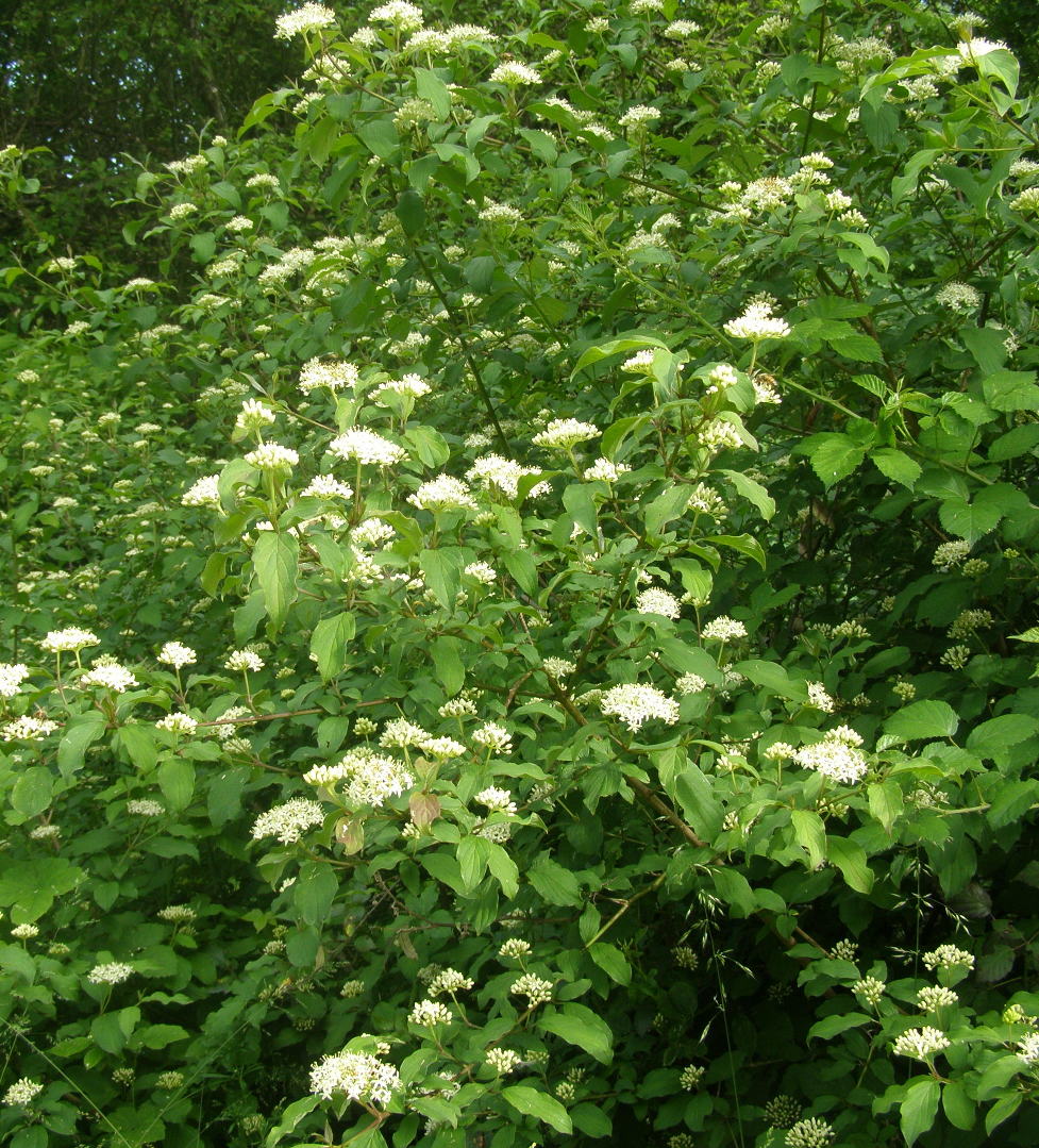 Cornus sanguinea