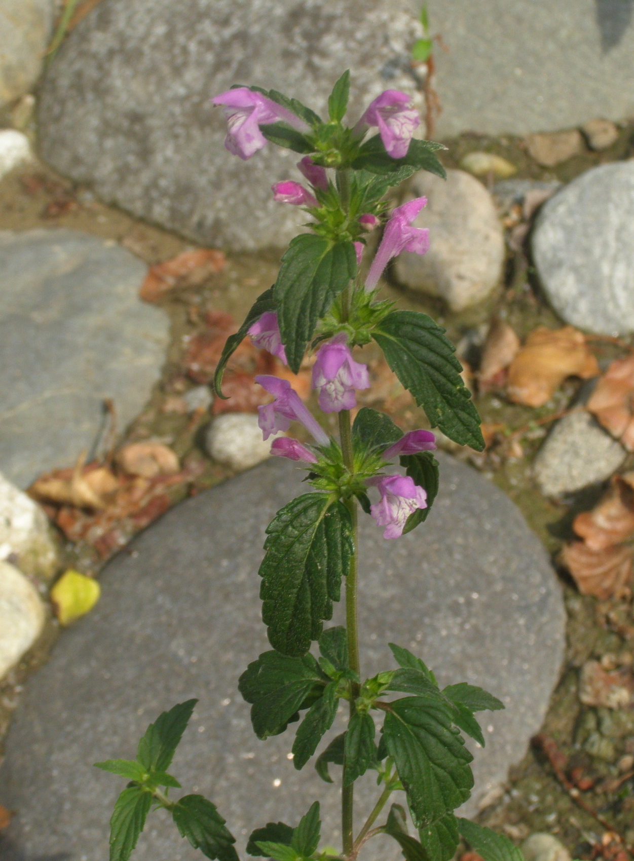 Galeopsis ladanum / Canapetta violacea