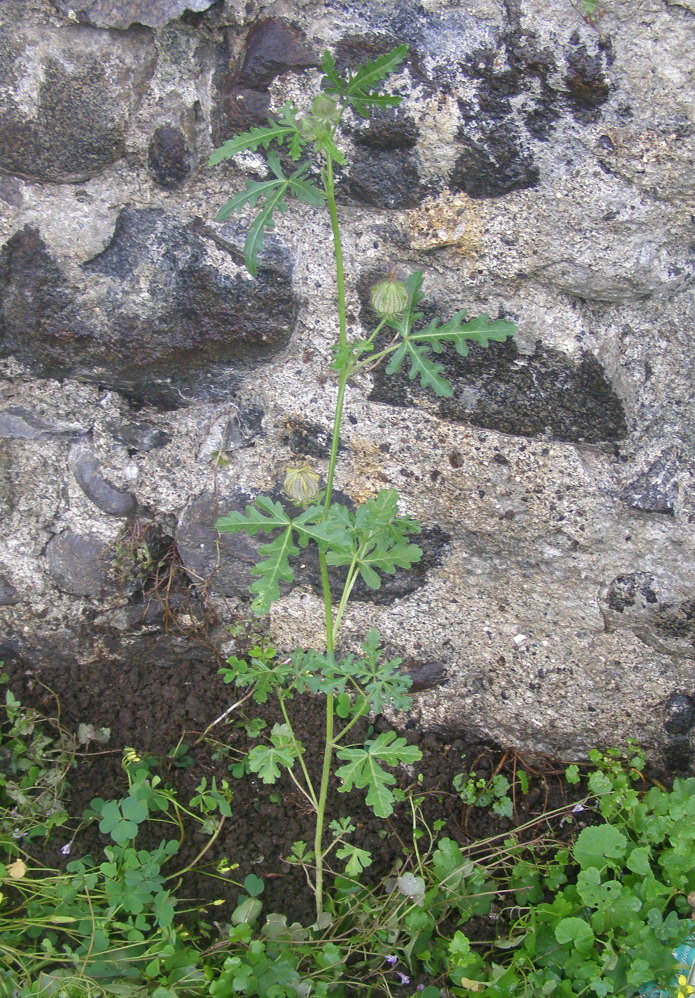 Hibiscus trionum