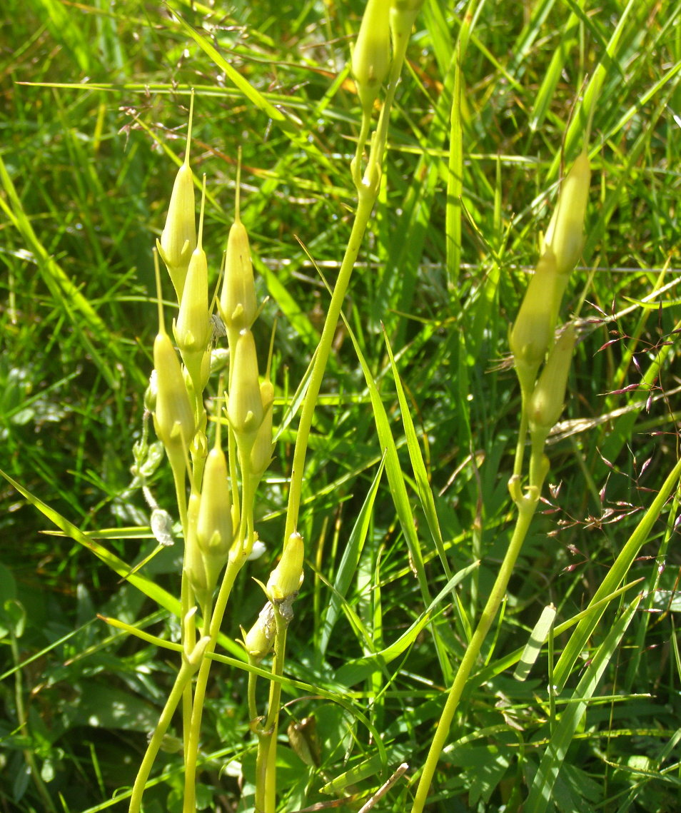 Soldanella alpina, frutti