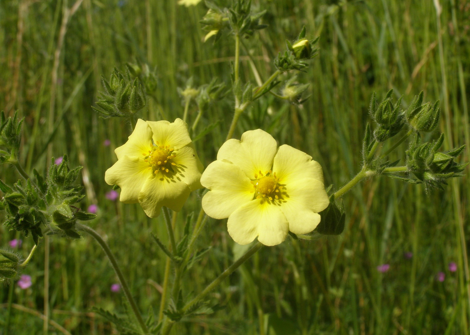 Potentilla recta