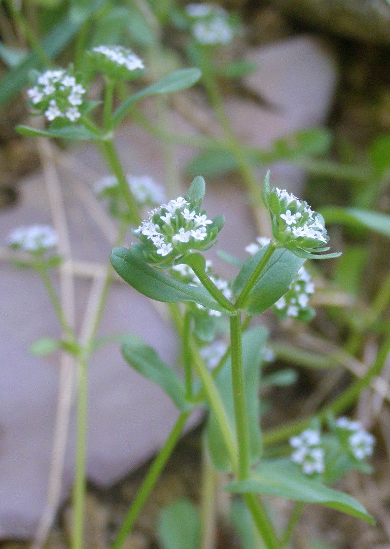 Valerianella sp.