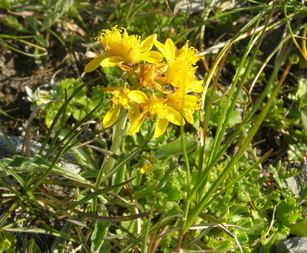 Jacobaea carniolica  / Senecione della Carniola