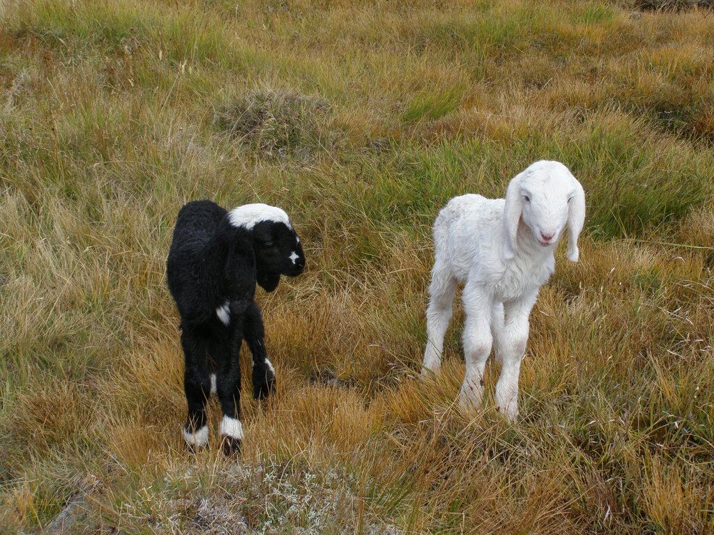 Animali al pascolo