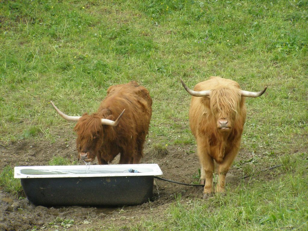 Animali al pascolo