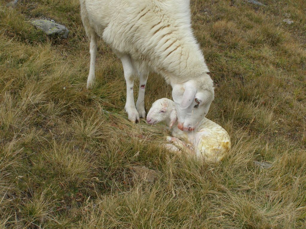 Animali al pascolo