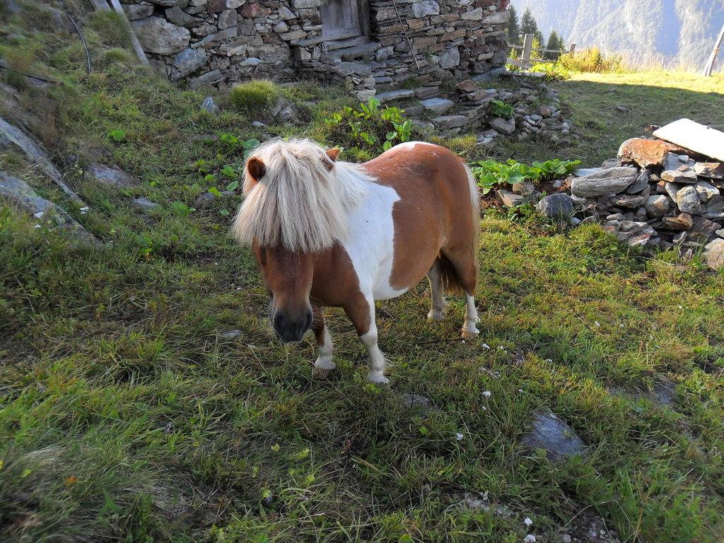 Animali al pascolo