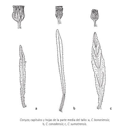 Erigeron canadensis?  No, Erigeron sumatrensis
