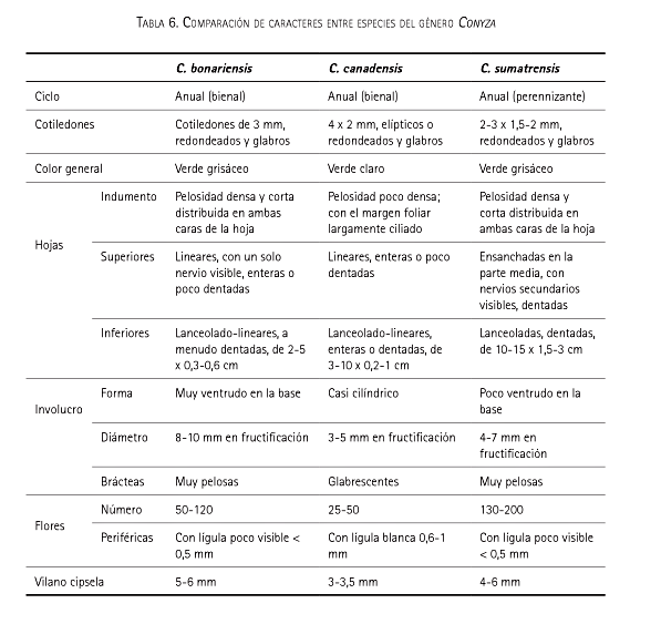 Erigeron canadensis?  No, Erigeron sumatrensis