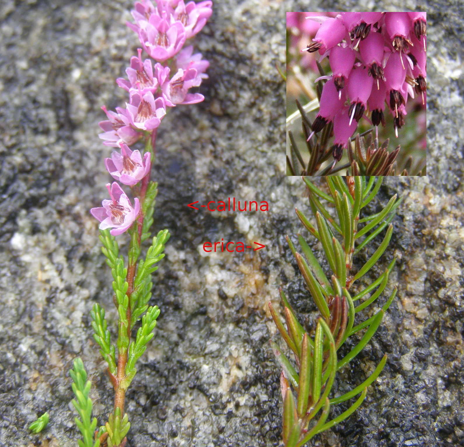 Calluna vulgaris