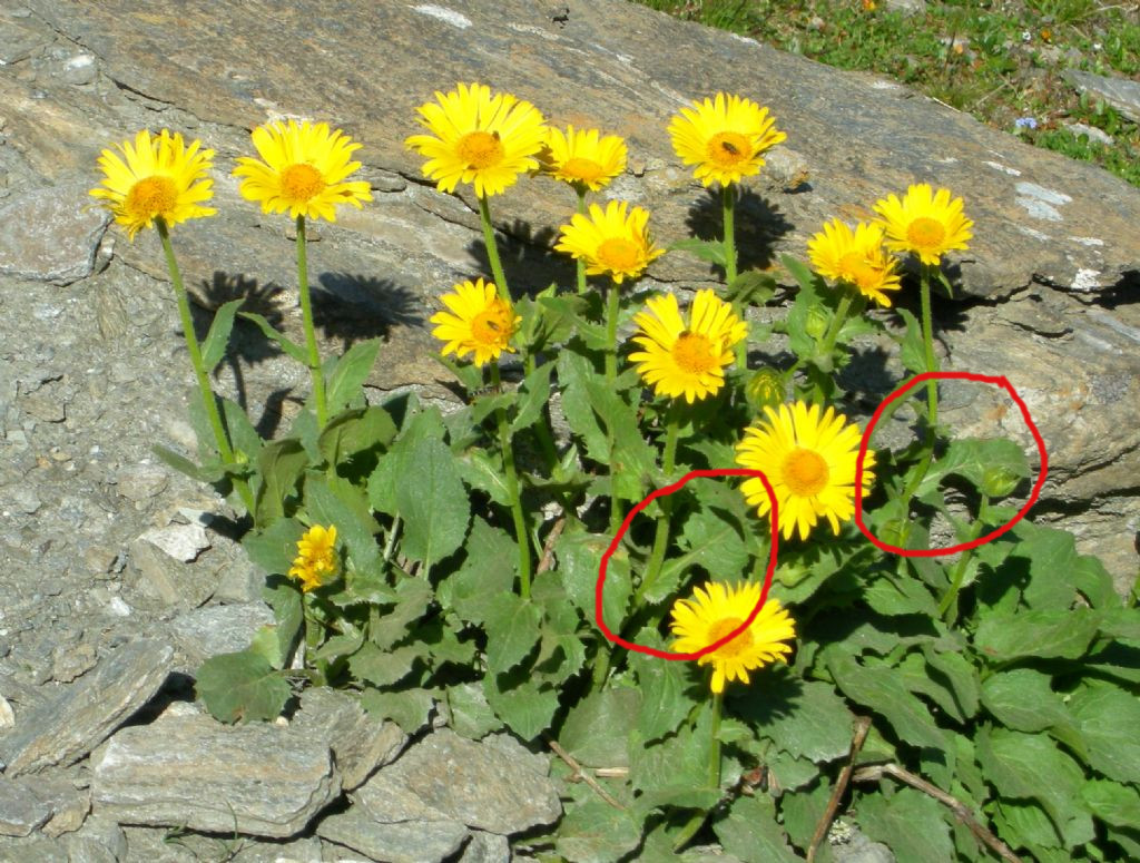 Doronicum grandiflorum / Doronico dei macereti