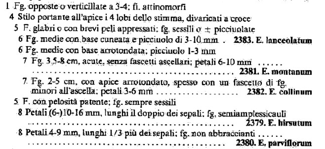 Epilobium da identificare