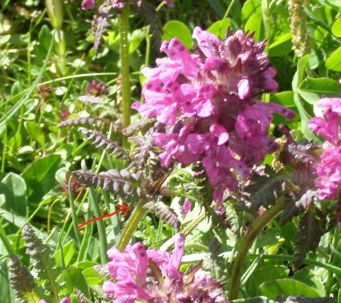 Pedicularis verticillata