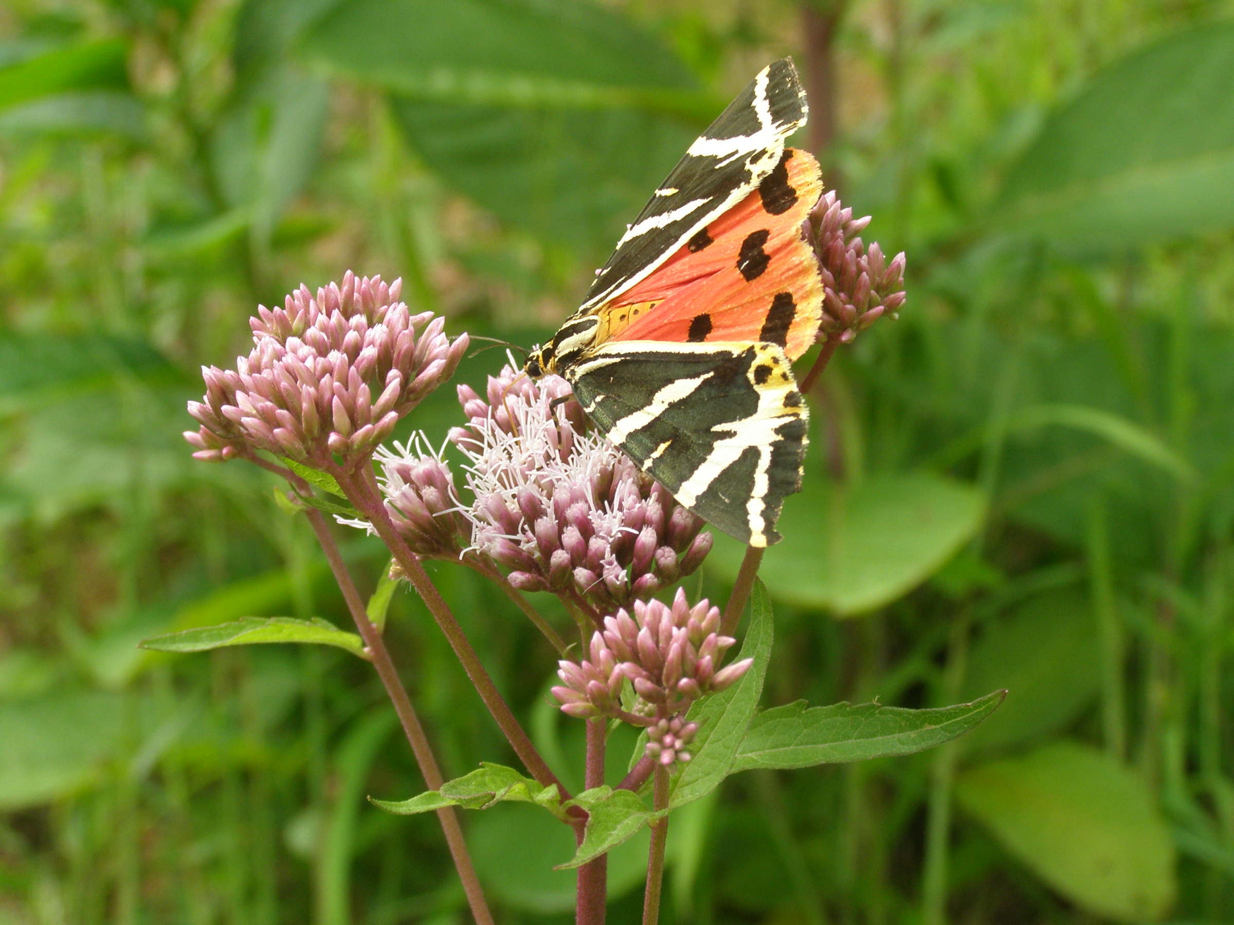 farfalla da id. - Euplagia quadripunctaria - Erebidae Arctiinae