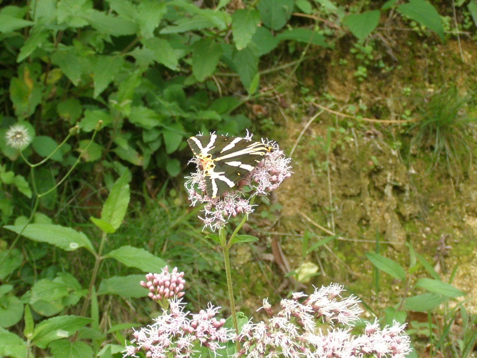 farfalla da id. - Euplagia quadripunctaria - Erebidae Arctiinae