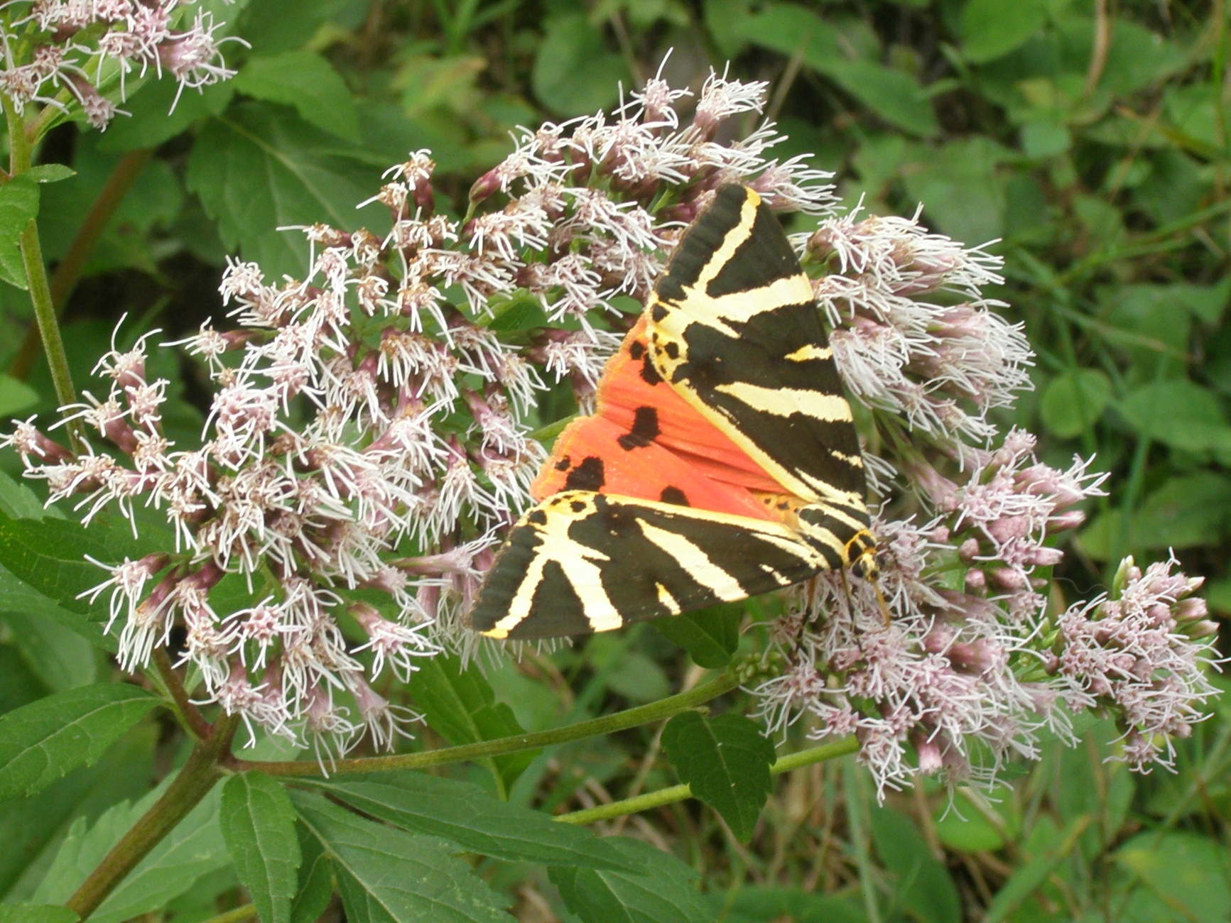 farfalla da id. - Euplagia quadripunctaria - Erebidae Arctiinae