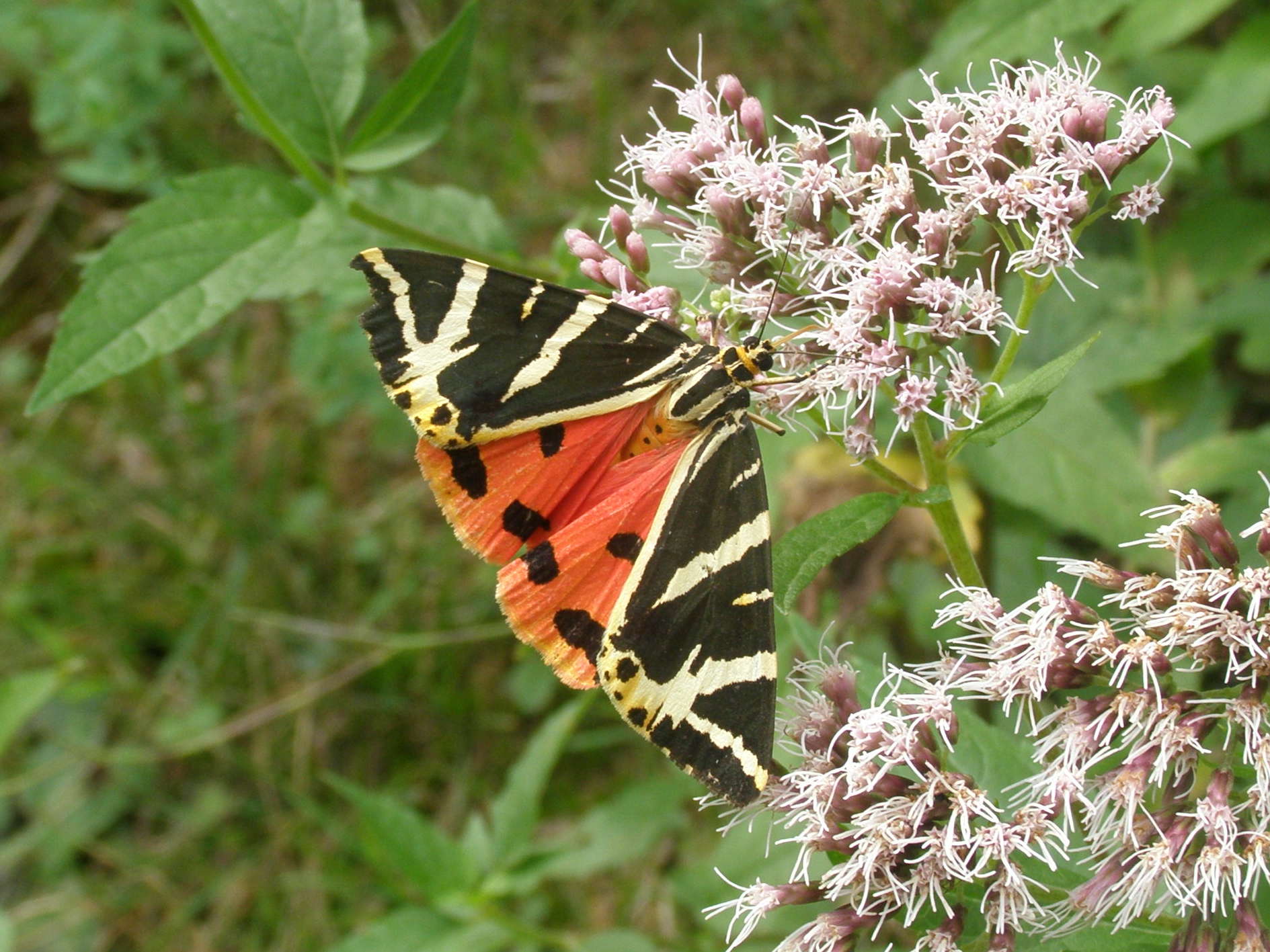 farfalla da id. - Euplagia quadripunctaria - Erebidae Arctiinae