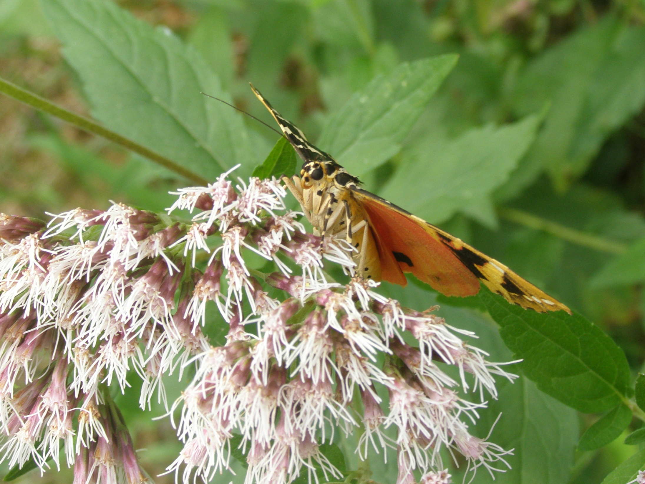 farfalla da id. - Euplagia quadripunctaria - Erebidae Arctiinae