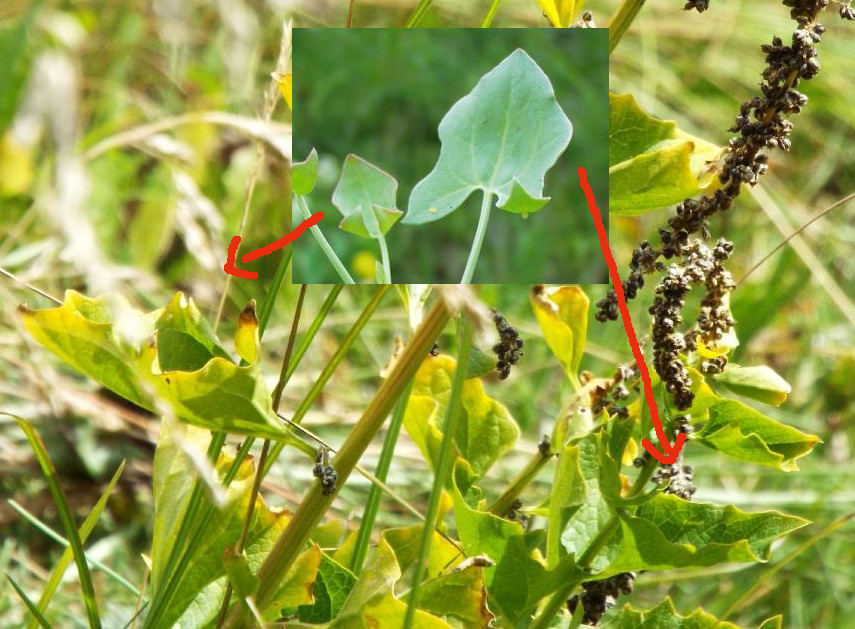 Chenopodium cfr. bonus-henricus (Caryophyllales Chenopodiaceae)
