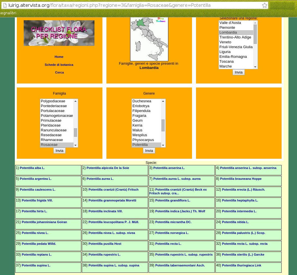Potentilla sp. (Rosaceae)