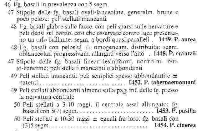 Potentilla sp. (Rosaceae)